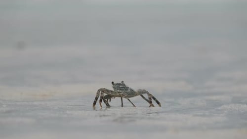 Ghost Crab Crawling Along a Sandy Tropical Beach By the Ocean Zanzibar