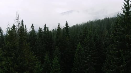 Aerial View of Evergreen Forest and Misty Mountains