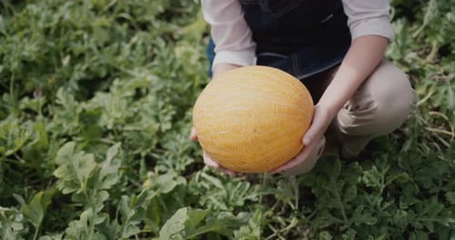 Person Holding Ripe Melon in Green Field