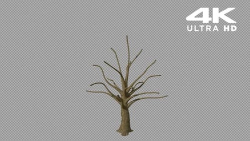Time Lapse Tree Growth Animation with Red Autumn Leaves