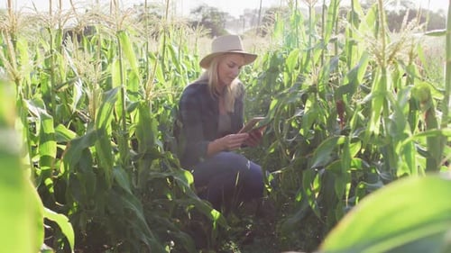 Woman Checks Corn Crop With Tablet