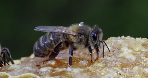European Honey Bee, apis mellifera, black Bee Licking Honey, Hive in Normandy, Real Time 4K