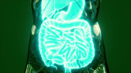 Anatomia do corpo humano com sistema digestivo