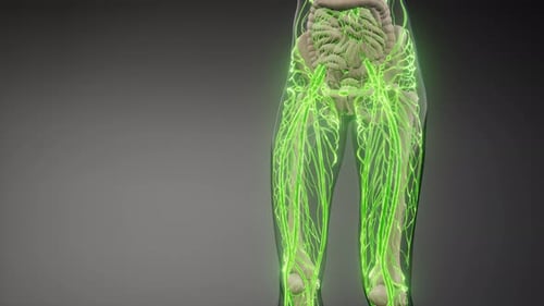 Blood Vessels of Human Body