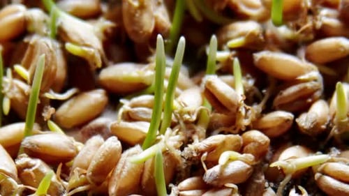 Close Up of Sprouted Wheat Kernels
