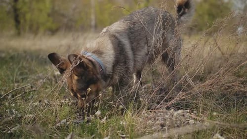 The Dog Digs a Hole in the Garden Forest