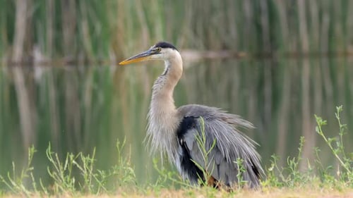 Grey Heron Standing Near Pond Ruffling Feathers