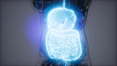 3D Animation of Glowing Human Digestive System Organs Scan