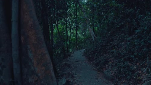 Aerial View of Dramatic Jungle