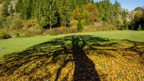 Tree Shadow and Forest