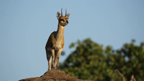 Klipspringer Antilope auf Felsen