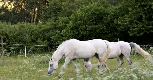 white horse is grazing in a spring meadow