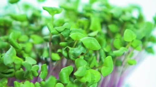 Les germes de radis crus verts frais dans la boîte tournent lentement sur un plat noir sur fond bleu clair, guérissent