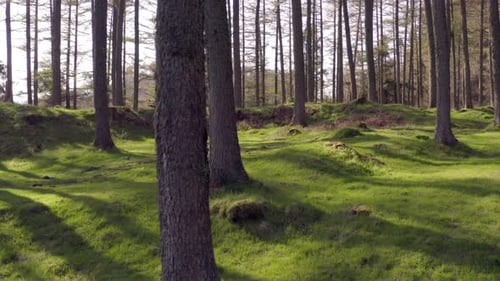 Abgeschiedener Wald mit grünem Moosboden bei Sonnenuntergang