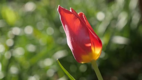 Close-up of Didier tulip lily plant bulb 4K 2160 30fps UltraHD footage - Shallow DOF garden Tulipa