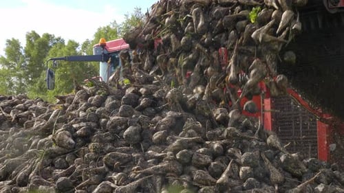 Agricultural Vehicle Harvesting Sugar Beets. Fresh Sugar Beets on the Field Farm