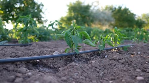 Field Irrigation of Plants on a Farm