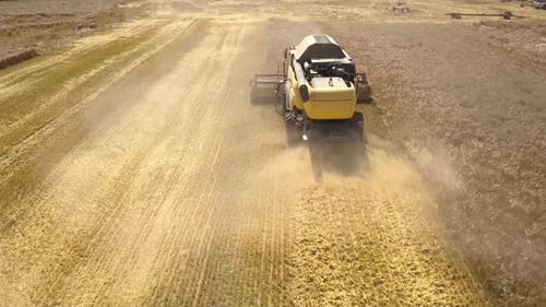 Aerial View of Combine Harvester Harvesting Large Ripe Wheat Field