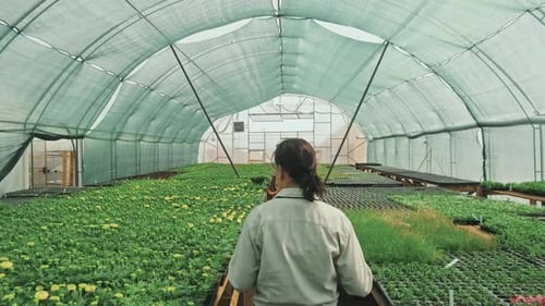 Walking Through a Bright Greenhouse Full of Plants