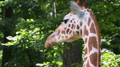Porträt einer Netzgiraffe, Giraffa camelopardalis reticulata