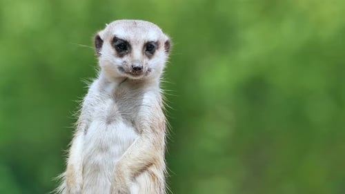Erdmännchen steht aufrecht und beobachtet den Himmel und die Umgebung nach natürlichen Raubtieren