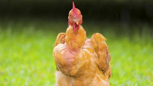 Gros plan frontal du poulet sous la pluie, belle pelouse verte en arrière-plan, Ralenti.