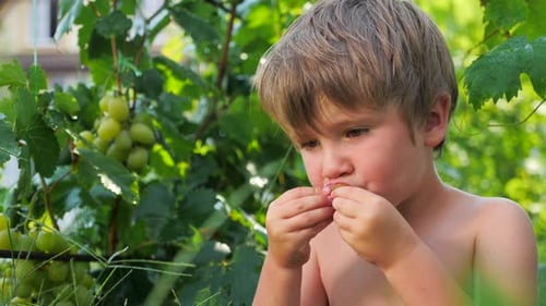 Grapes in kids hands. Child eating grapes. Fruit harvesting. Collecting grapes. Grape vine