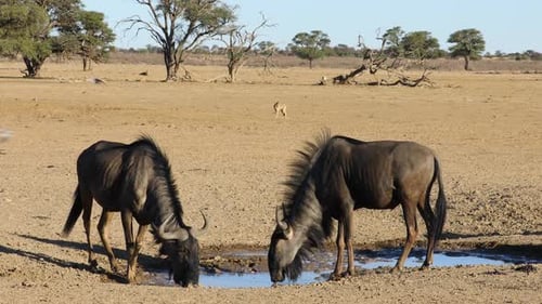 Blue Wildebeest Drinking Water - Kalahari Desert