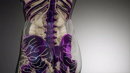 3D Medical Animation of Human Nervous System and Skeleton