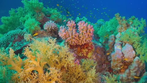 Tropical Fish on Vibrant Coral Reef