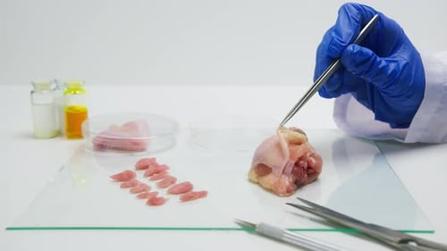 Gloved Hands Using Tweezers to Manipulate Meat in Lab