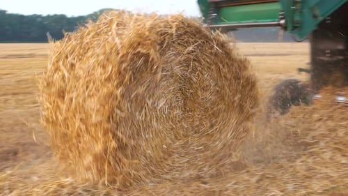 Herstellung von Haystack Straw Ballen.