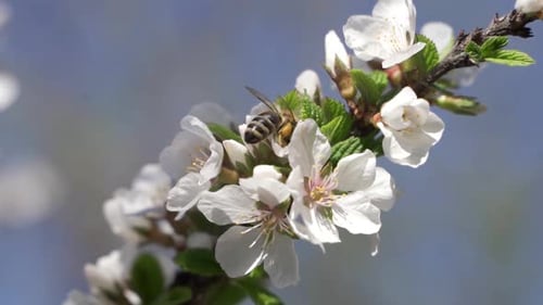 Bee Foraging on Flowering Tree Branch in Spring