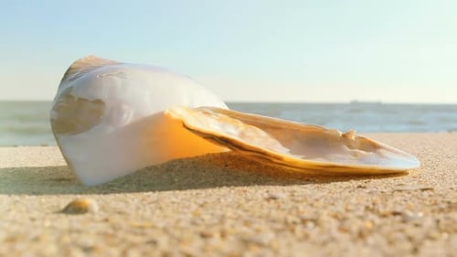 Seashell on Sandy Beach in Bright Daylight