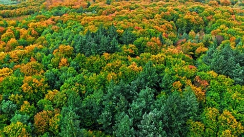 Colorful autumn in the forest. Aerial view of wildlife.