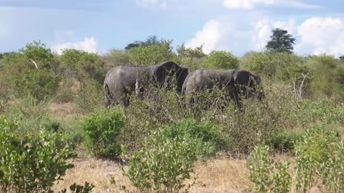 Elephants Grazing in the African Savanna