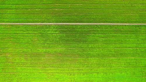 Drone flying over the beautiful rice field scenery. nature green pattern