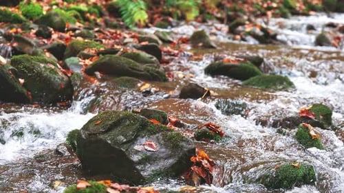 Mountain River with Autumn Leaves