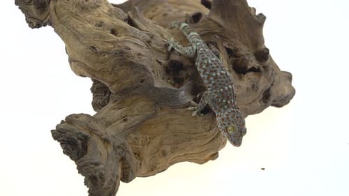 Tokay Gecko - Gekko Gecko en gancho de madera sobre fondo blanco