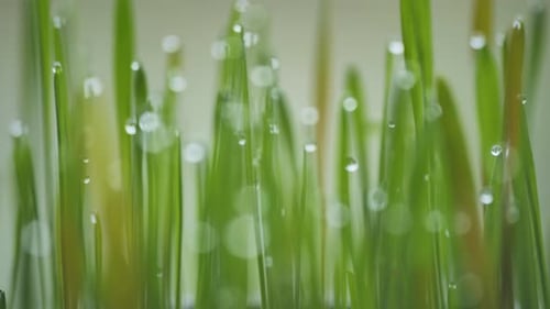 Young Sprouts Grass with Dew