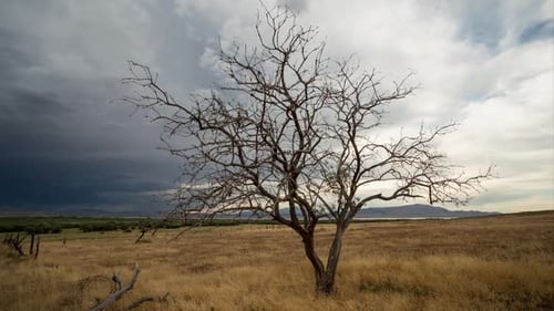 Dolly Zeitraffer um einen Baum, der vor einem Sturm silhouettiert ist.