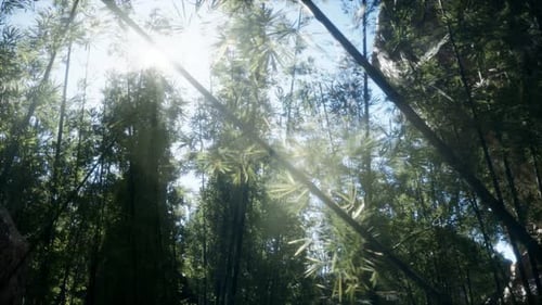 Lanscape of Bamboo Tree in Tropical Rainforest, Malaysia
