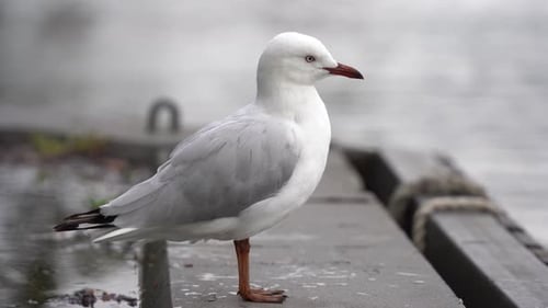 Este video muestra a la gaviota plateada, también conocida como gaviota marina, que es común en toda Australia.