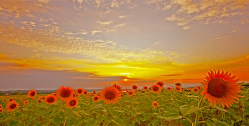 Blühende Sonnenblumen