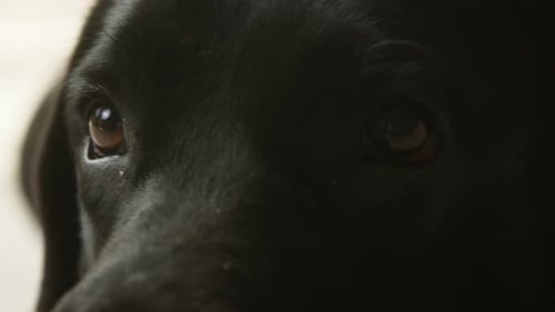 Head of Black Labrador Closeup of Dark Retriever Dog with Brown Eyes Looking in Camera