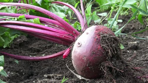 Betterave rouge mûre posée sur le sol. Betterave dans un potager.