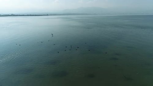 The View Of Birds Floating Above The Sea From The Air