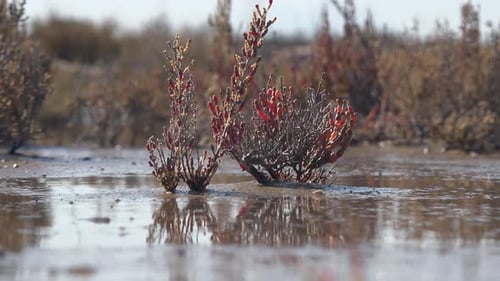 Zygophyllum Album et Tetraena Alba sont des espèces végétales