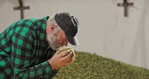 Man Inspecting Hops Quality for Brewing Beer