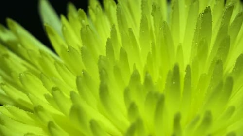 Yellow bud in dew
